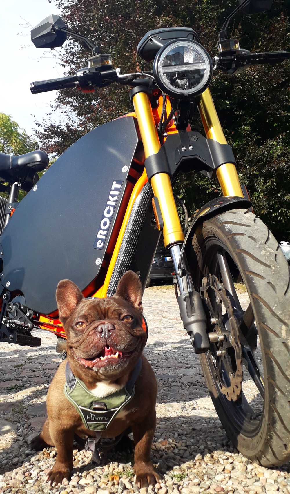 erockit-dog